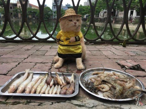 Торгующий рыбой кот-стиляга стал звездой Интернета