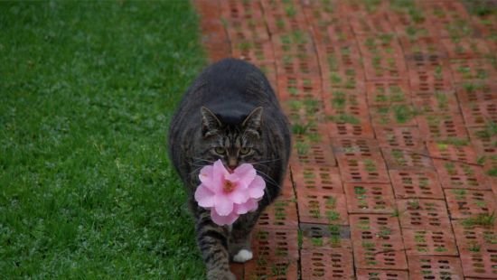 Жительнице Канады кошка дарит цветы