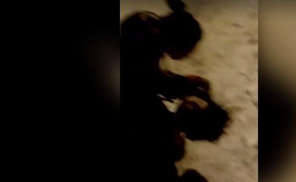 Сеть поразило жестокое избиение школьницы на Житомирщине. Видео