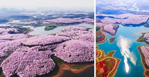 В Китае зацвели вишневые сады. От этого великолепия вы просто не сможете отвести глаз!