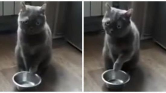 Подайте, кто может: соцсети развеселил кот, выпрашивающий еду 