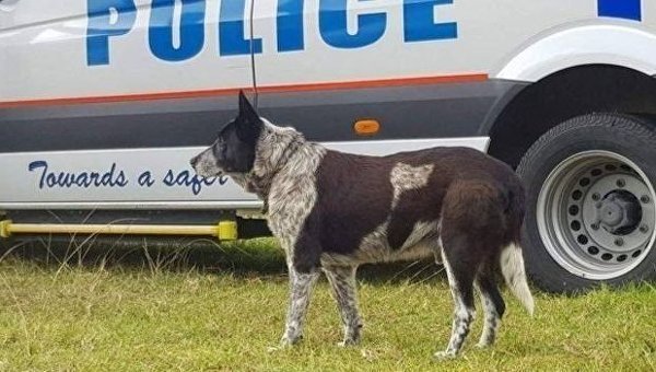 В Австралии пес спас сбежавшую из дома 3-летнюю девочку