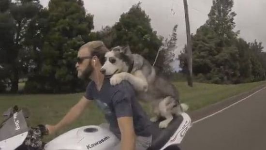 Отважный пес-байкер стал новой звездой интернета 