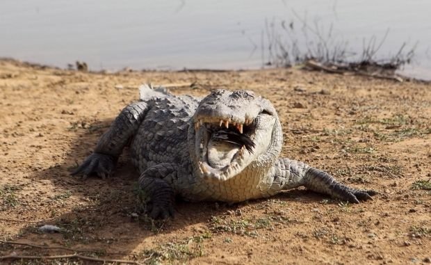 Крокодил загрыз священника во время массового крещения в озере