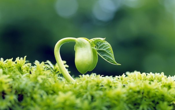 генетично модифіковані «розумні» рослини
