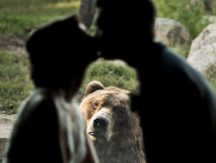 Реакція бурого ведмедя на весілля потішила Мережу. Фото