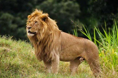 Туристи в ПАР наткнулися на прайд левів