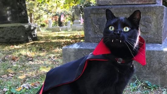 «Кіт-вампір» зачарував користувачів соцмереж. Фото