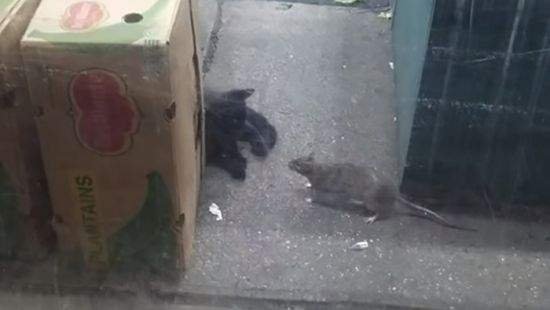 Велетенський щур показав коту, хто головний на вулицях Нью-Йорка