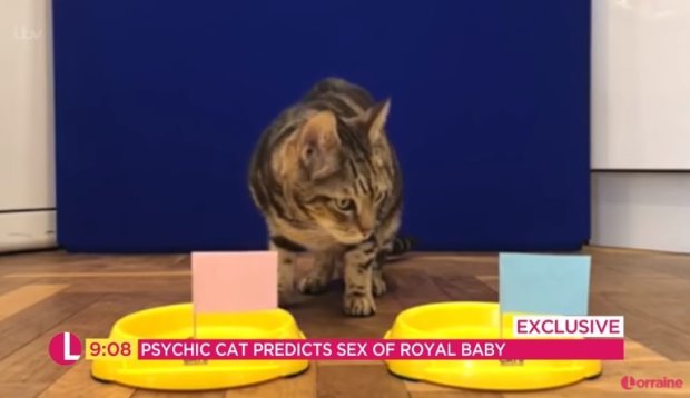 Кіт-екстрасенс у прямому ефірі визначав стать дитини Меган Маркл і принца Гаррі