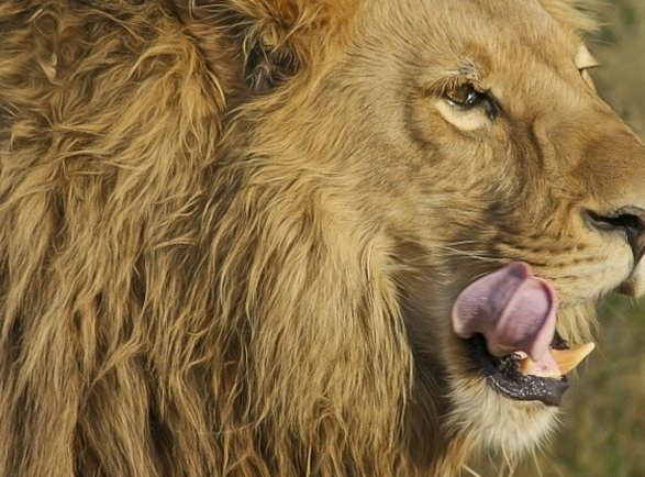 У американському зоопарку лев втік з клітки та вбив молоду дівчину