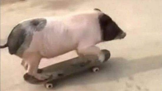 Свиня-екстремалка осідлала скейтборд. Відео