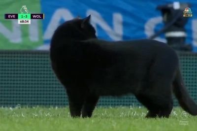 На матчі чемпіонату Англії кіт опинився у центрі уваги