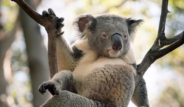 Мережу повеселила коала, яка вміє «медитувати»