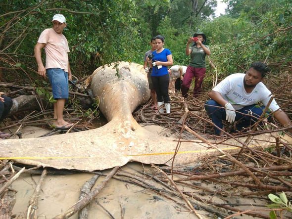 В амазонських джунглях знайшли тіло величезного кита. Фото