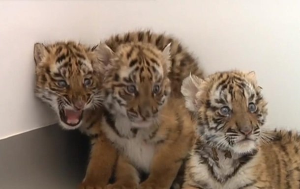 Шестеро рідкісних тигренят народилися у китайському зоопарку. Відео