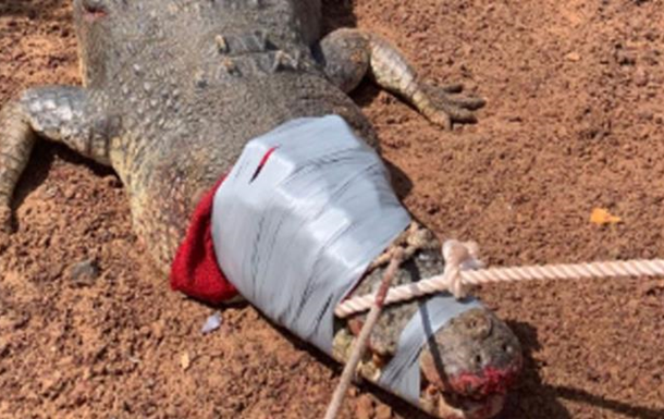 В Австралії гігантського крокодила посадили за ґрати. Відео