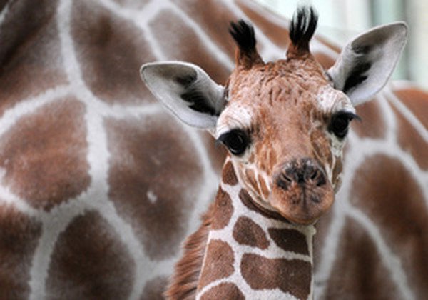 Сотні людей спостерігали за народженням маленького жирафа. Відео