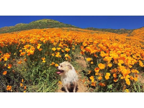 Море маків: в Каліфорнії розцвіло безліч квітів. Фото