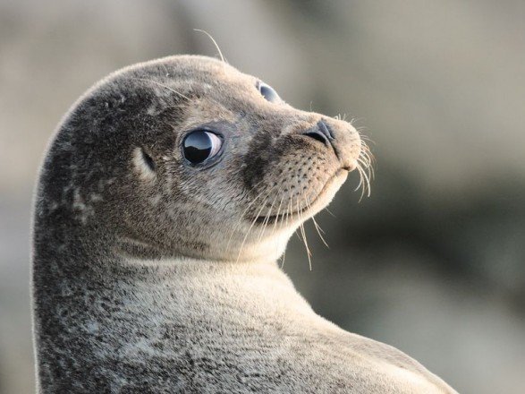 Латвійців просять не їздити до моря через стрес у тюленів