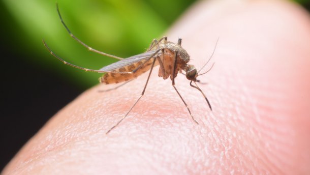 Вчені назвали композицію, яка відлякує комарів