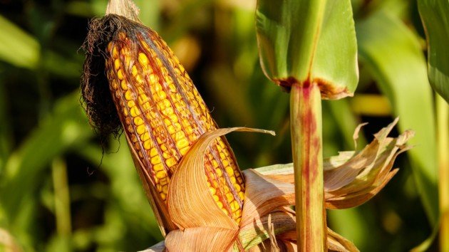 Українські аграрії збільшили експорт зернових