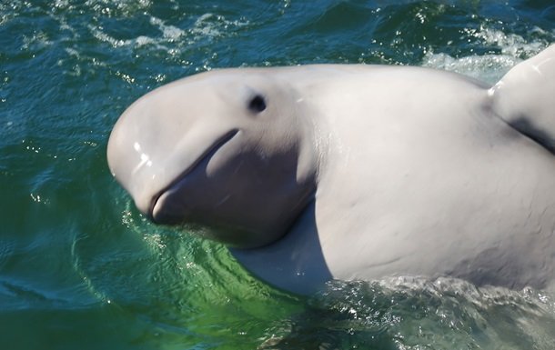 В Охотському морі знайшли унікальний вид китів