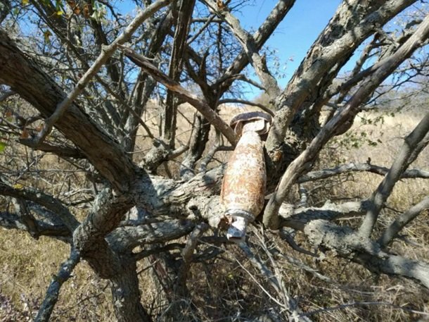 У Криму на дереві виявили небезпечну знахідку