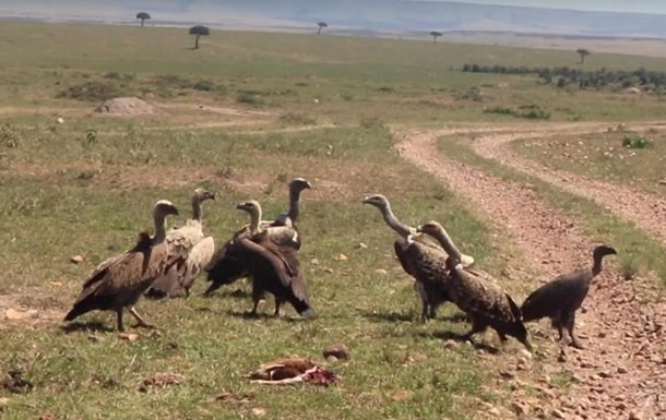 На очах туристів хижі птахи вбили дитинча газелі