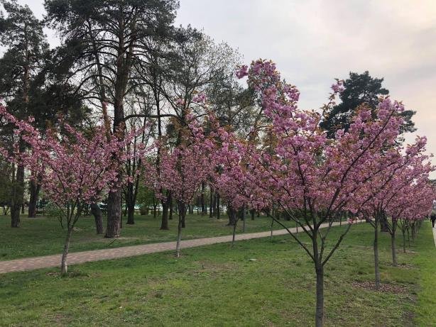 У київському парку розквітли сакури. Фото