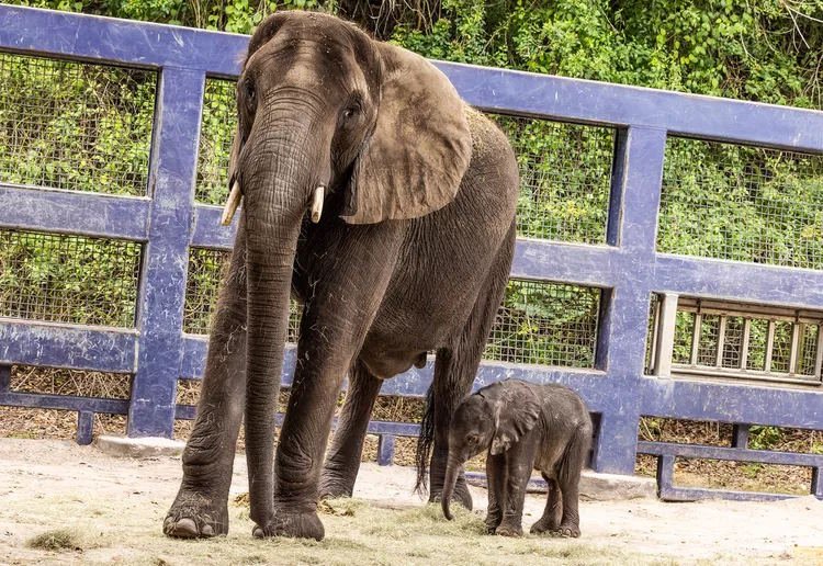 Новорожденный слоненок Корра