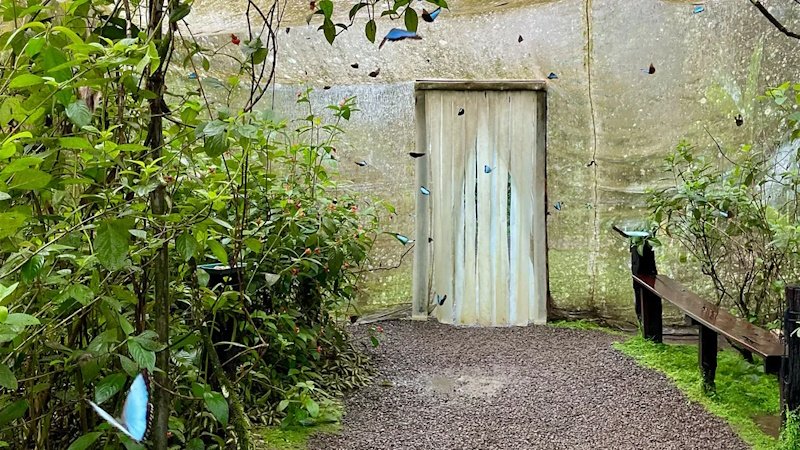 Тропический лес Коста-Рики возрождён бабочками